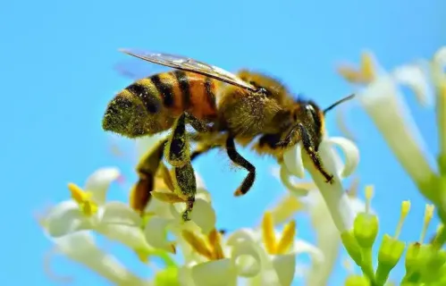 768x492 abeille train butiner