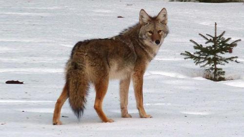 Fiche animale monde animal coyote