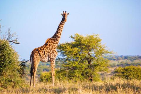 Girafe