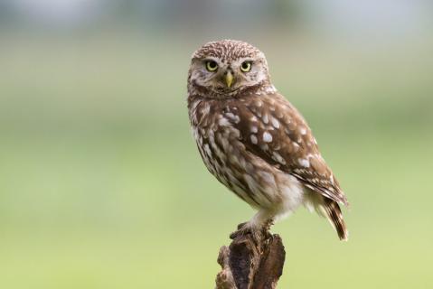 La chouette cheveche est de petite taille avec des yeux dores et des sourcils blancs qui lui donnent un air tout a fait unique photo adobe stock 1602063729