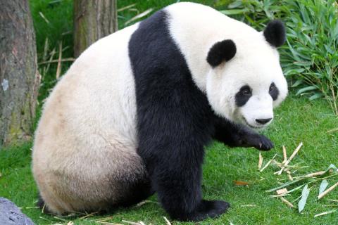 Panda pairi daiza