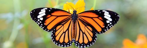 Papillon monarque 1500x500